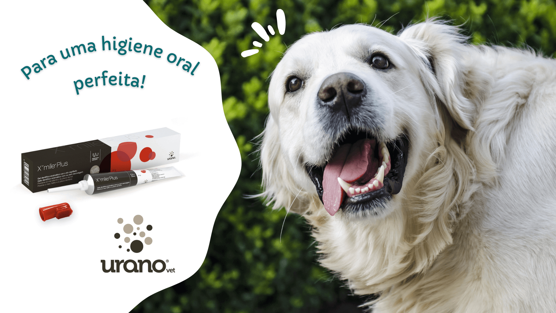 urano higiene oral caninca cão xmile plus